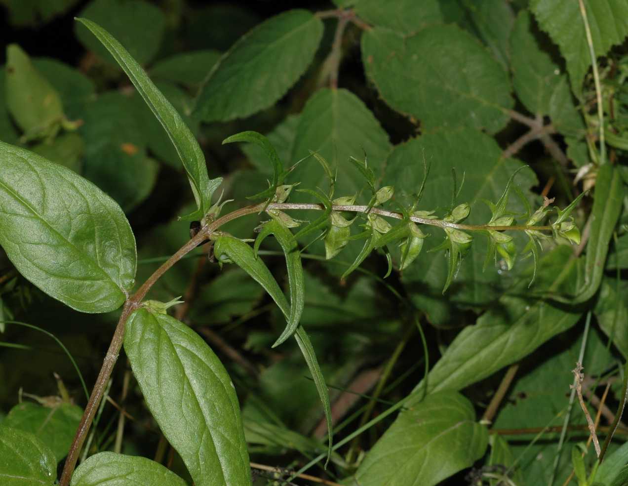 Orobanchaceae Melampyrum pratense
