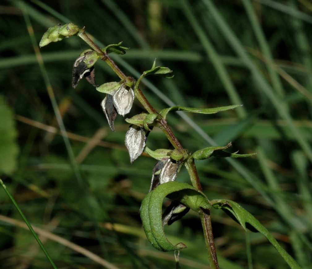 Orobanchaceae Melampyrum pratense