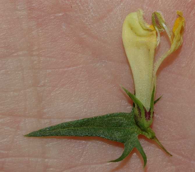 Orobanchaceae Melampyrum pratense