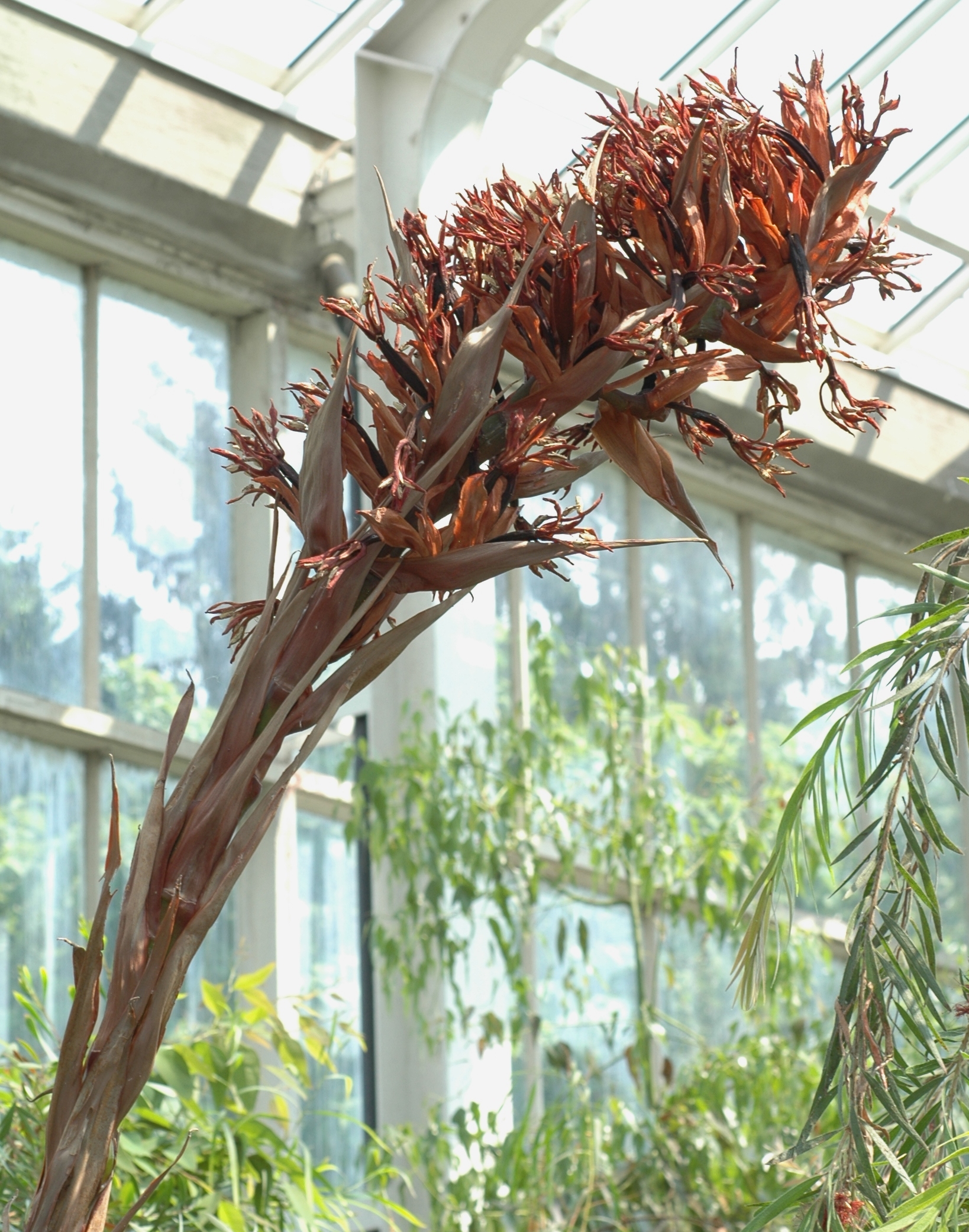 Doryanthaceae Doryanthes palmeri