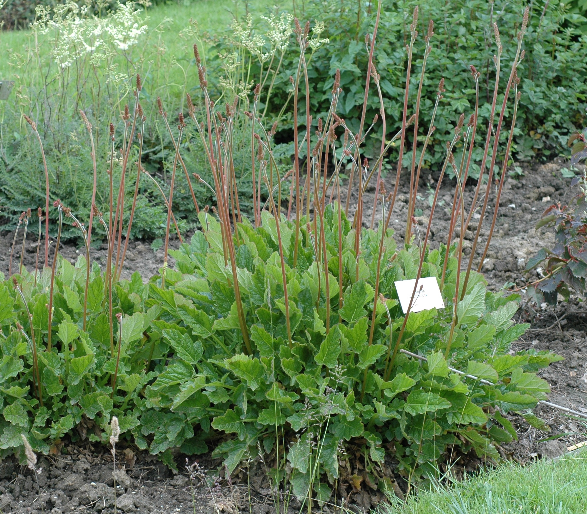 Francoaceae Francoa sonchifolia