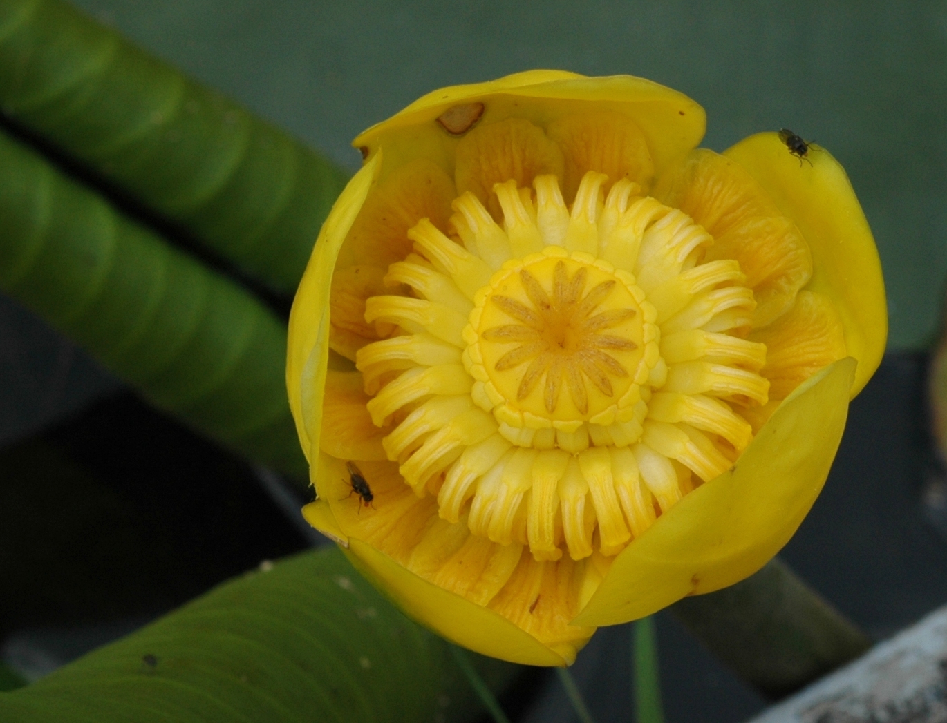 Nymphaeaceae Nuphar lutea