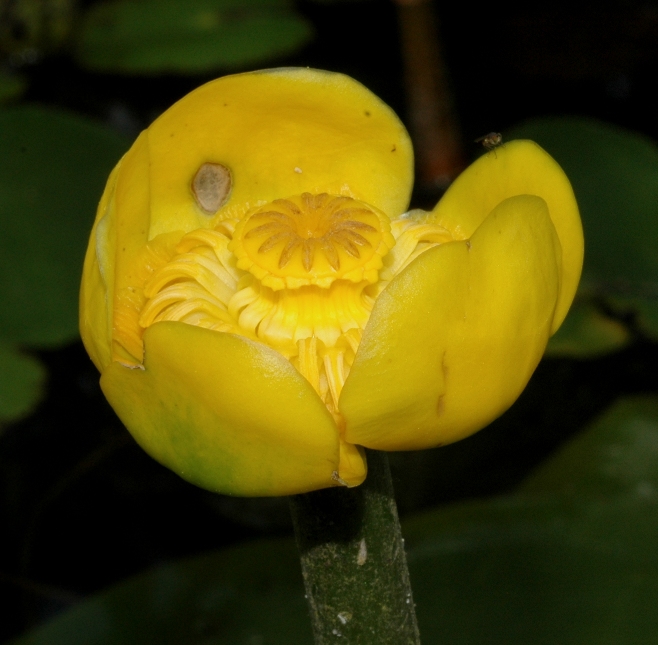 Nymphaeaceae Nuphar lutea
