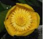 image of Nuphar lutea