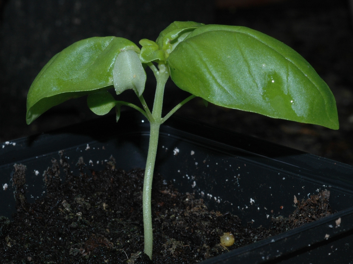 Lamiaceae Ocimum basilicum