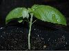 image of Ocimum basilicum
