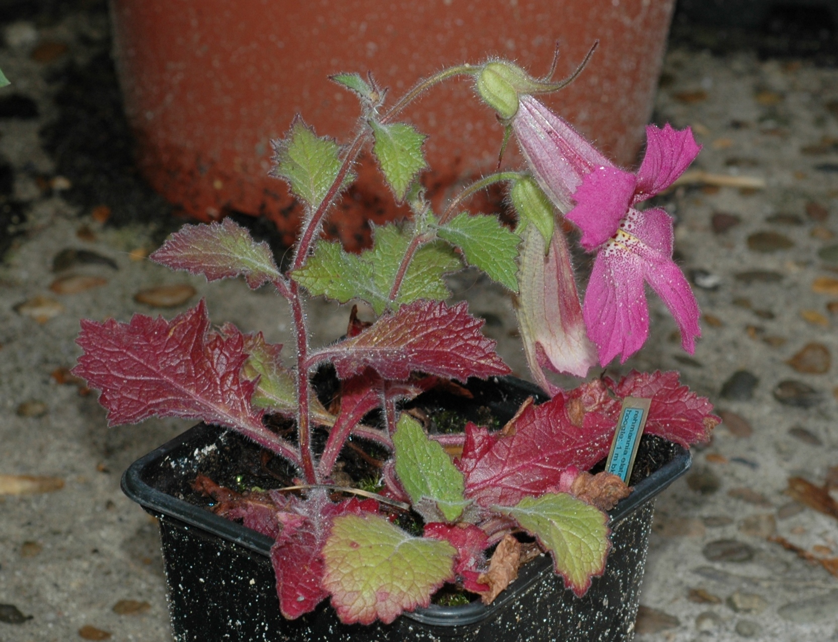 Scrophulariaceae Rehmannia elata