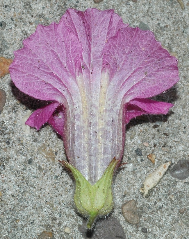 Scrophulariaceae Rehmannia elata