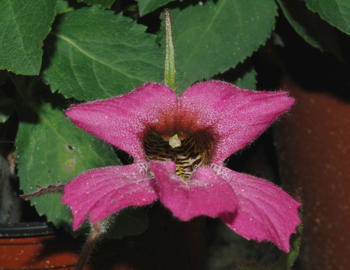 Scrophulariaceae Rehmannia elata