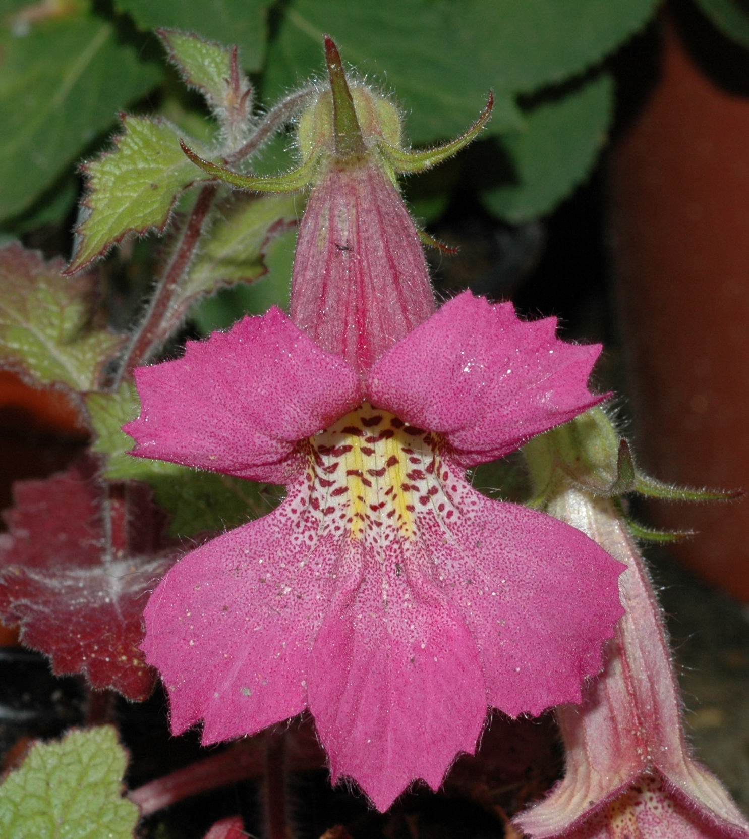 Scrophulariaceae Rehmannia elata