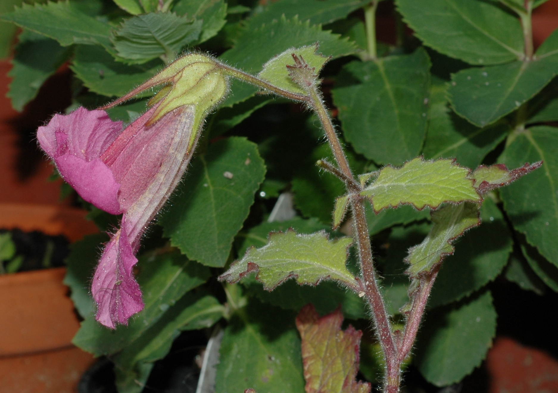 Scrophulariaceae Rehmannia elata