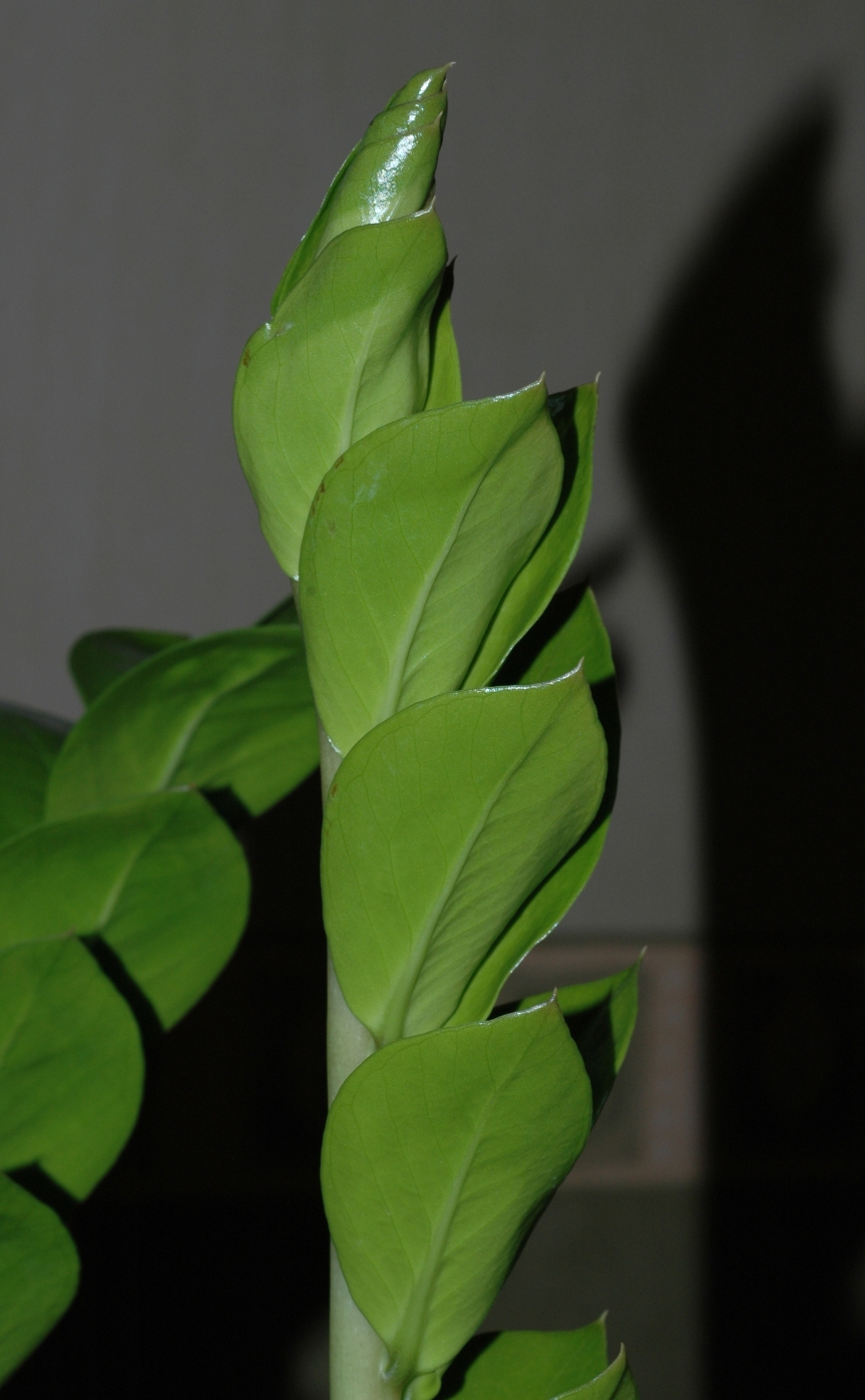 Araceae Zamioculcas zamiifolia