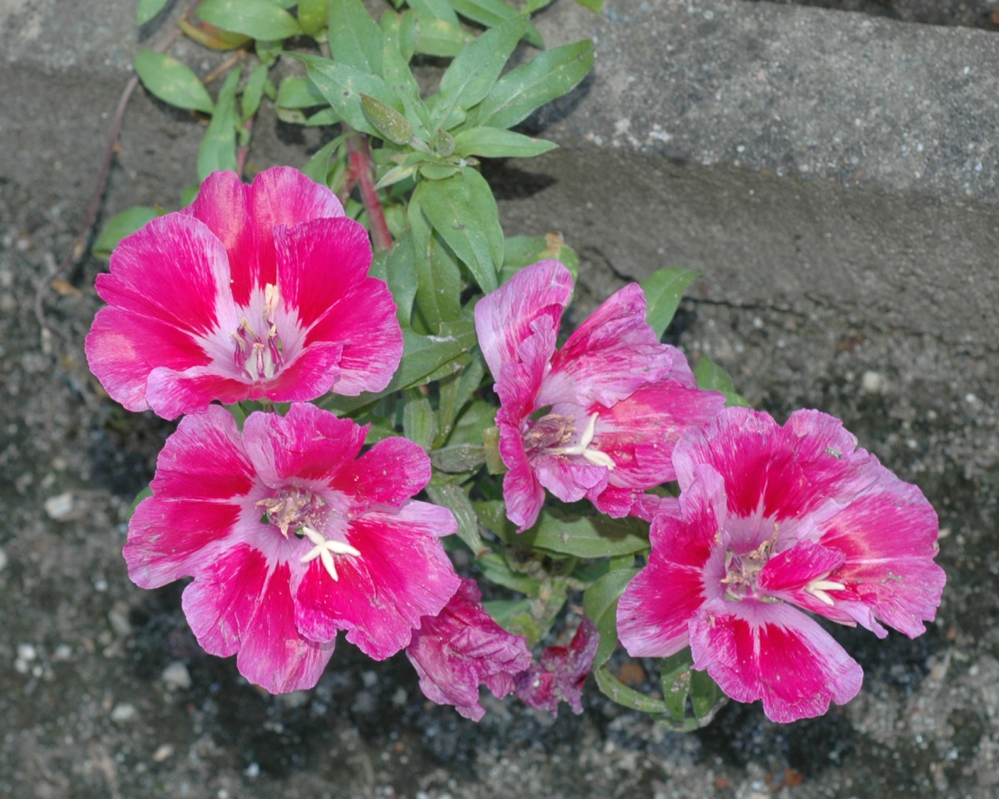 Onagraceae Godetia grandiflora