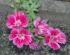 image of Godetia grandiflora