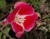 image of Godetia grandiflora