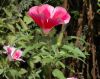 image of Godetia grandiflora