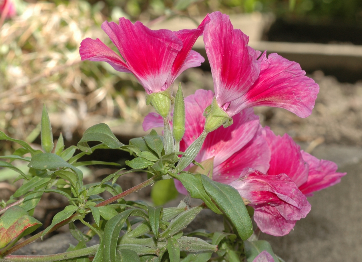 Onagraceae Godetia grandiflora