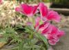 image of Godetia grandiflora