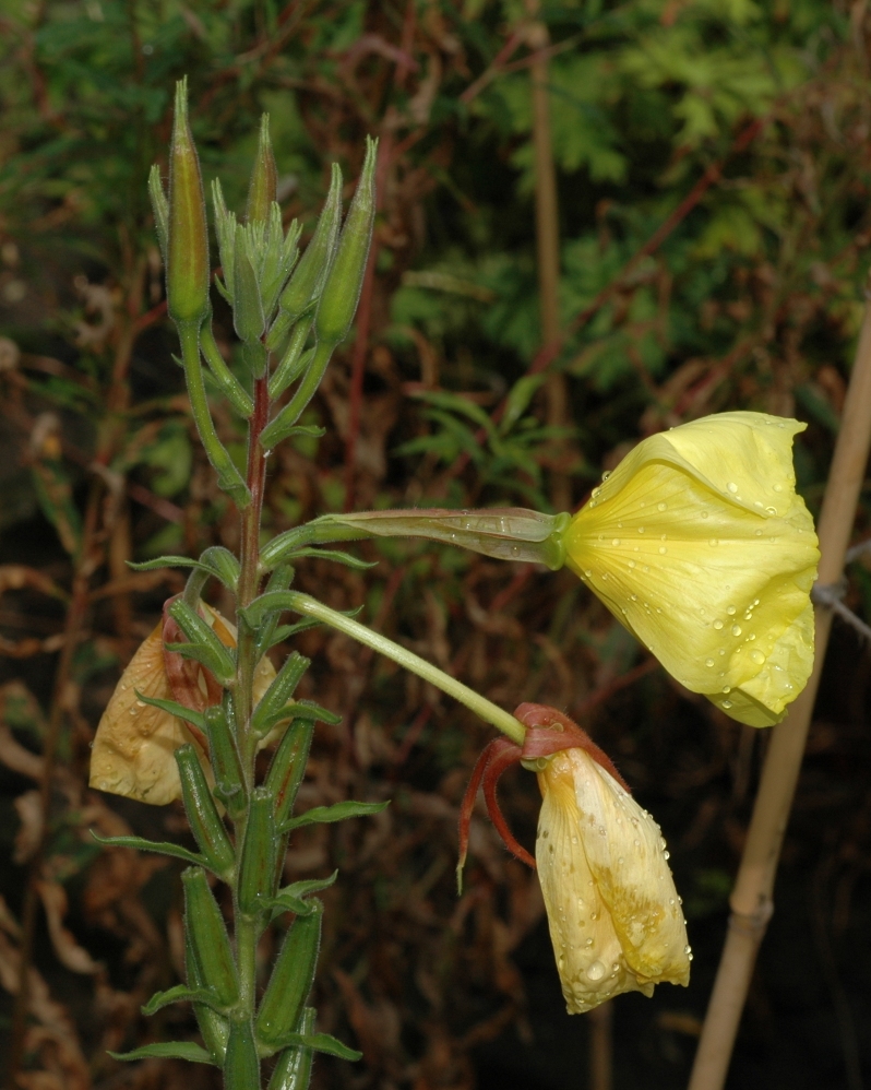 Onagraceae Oenothera erythrosepala
