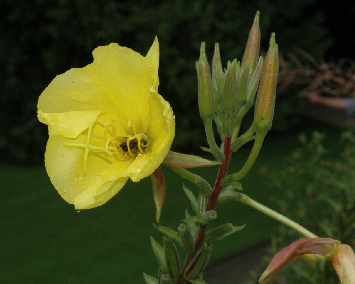 Apidae Apis mellifera