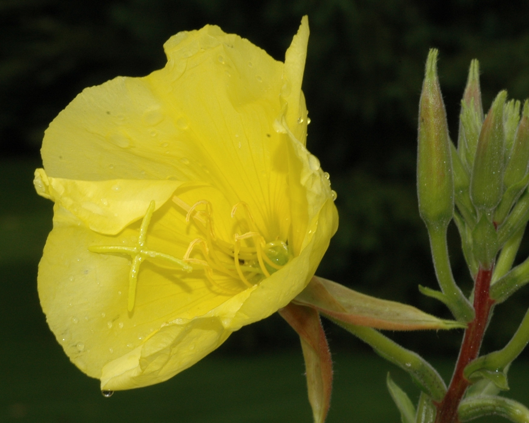Onagraceae Oenothera erythrosepala