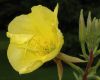 image of Oenothera erythrosepala