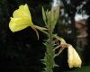 image of Oenothera erythrosepala