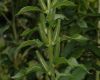 image of Oenothera erythrosepala