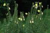 image of Oenothera erythrosepala