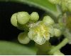 image of Cocculus orbiculatus