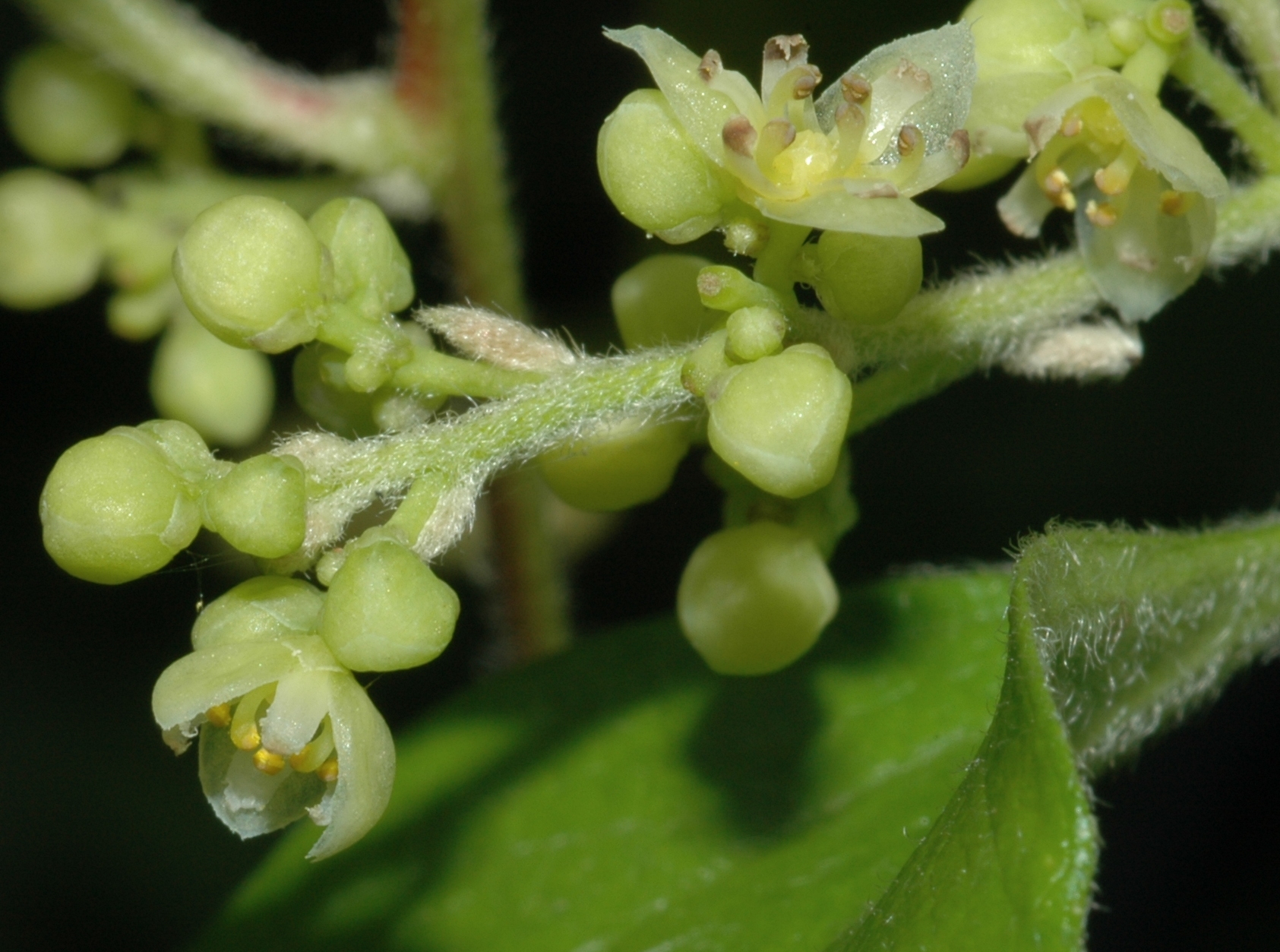 Menispermaceae Cocculus orbiculatus