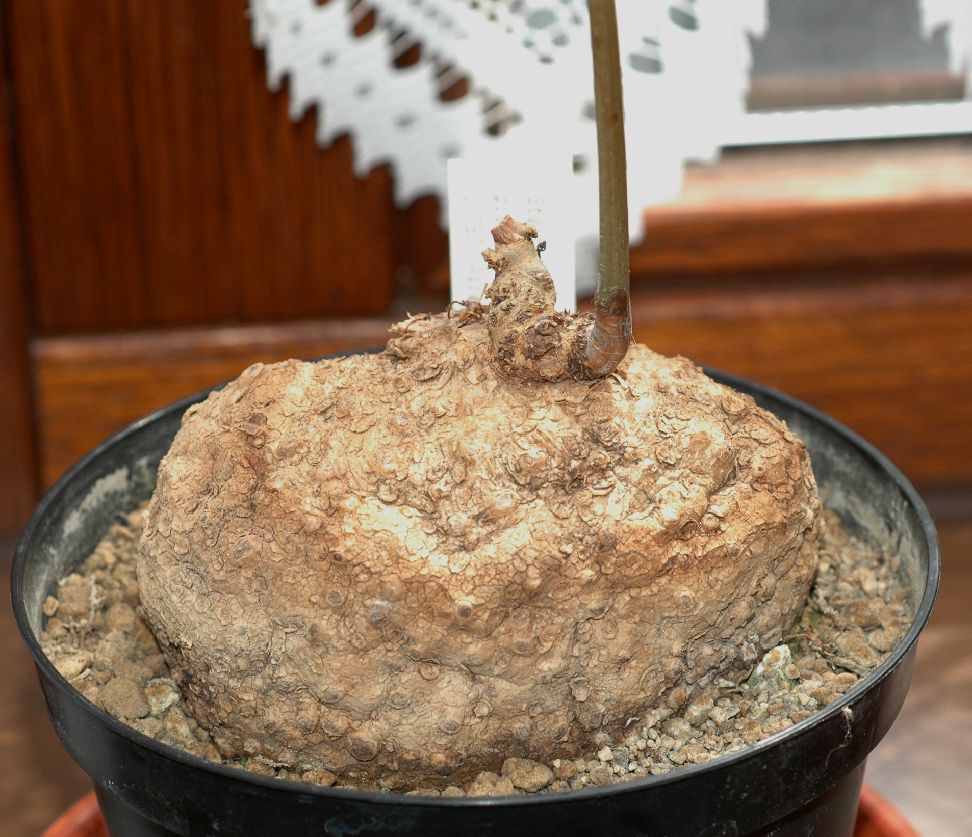 Menispermaceae Stephania pierrei