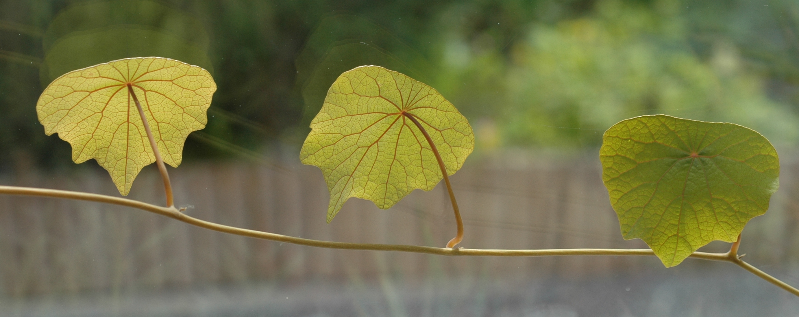 Menispermaceae Stephania pierrei