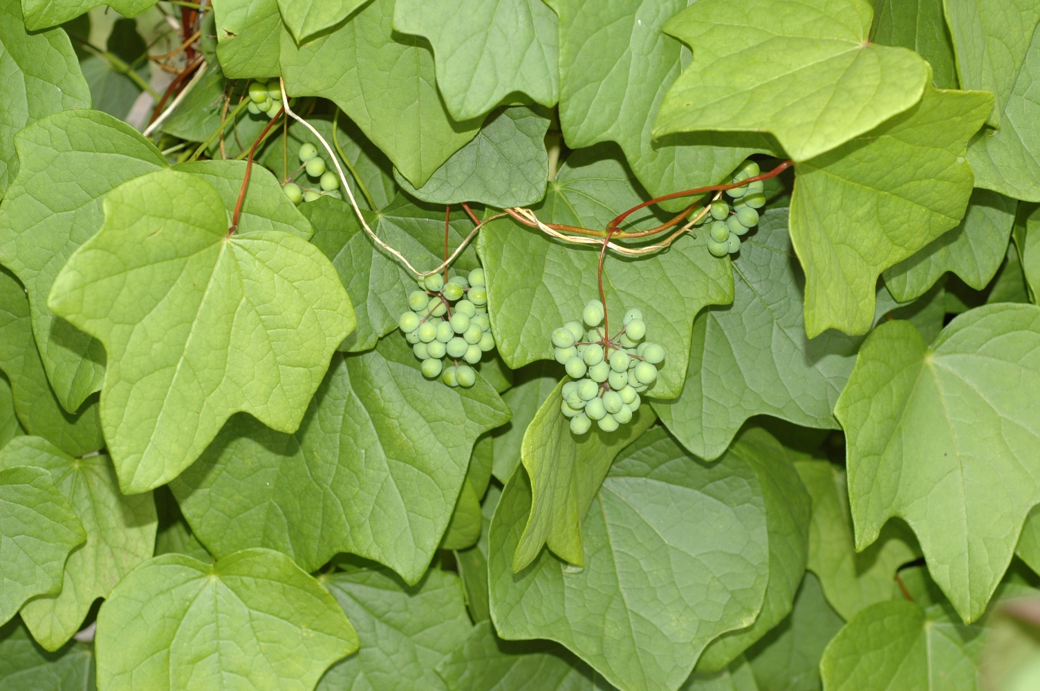 Menispermaceae Menispermum canadense