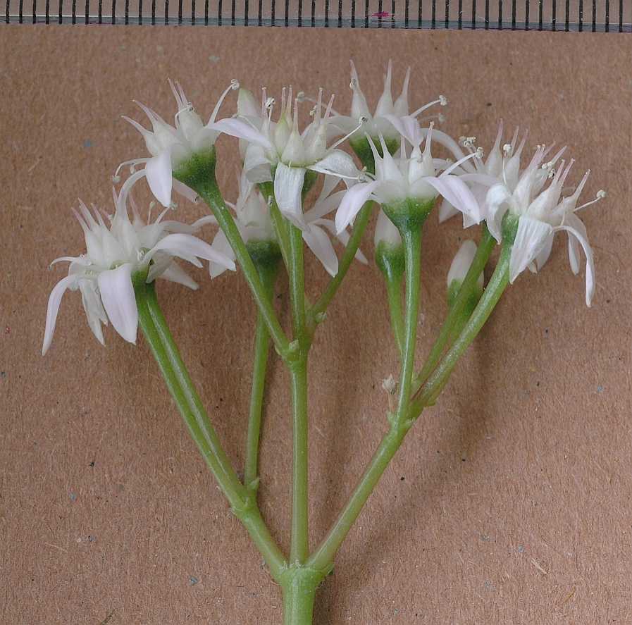 Crassulaceae Crassula ovata