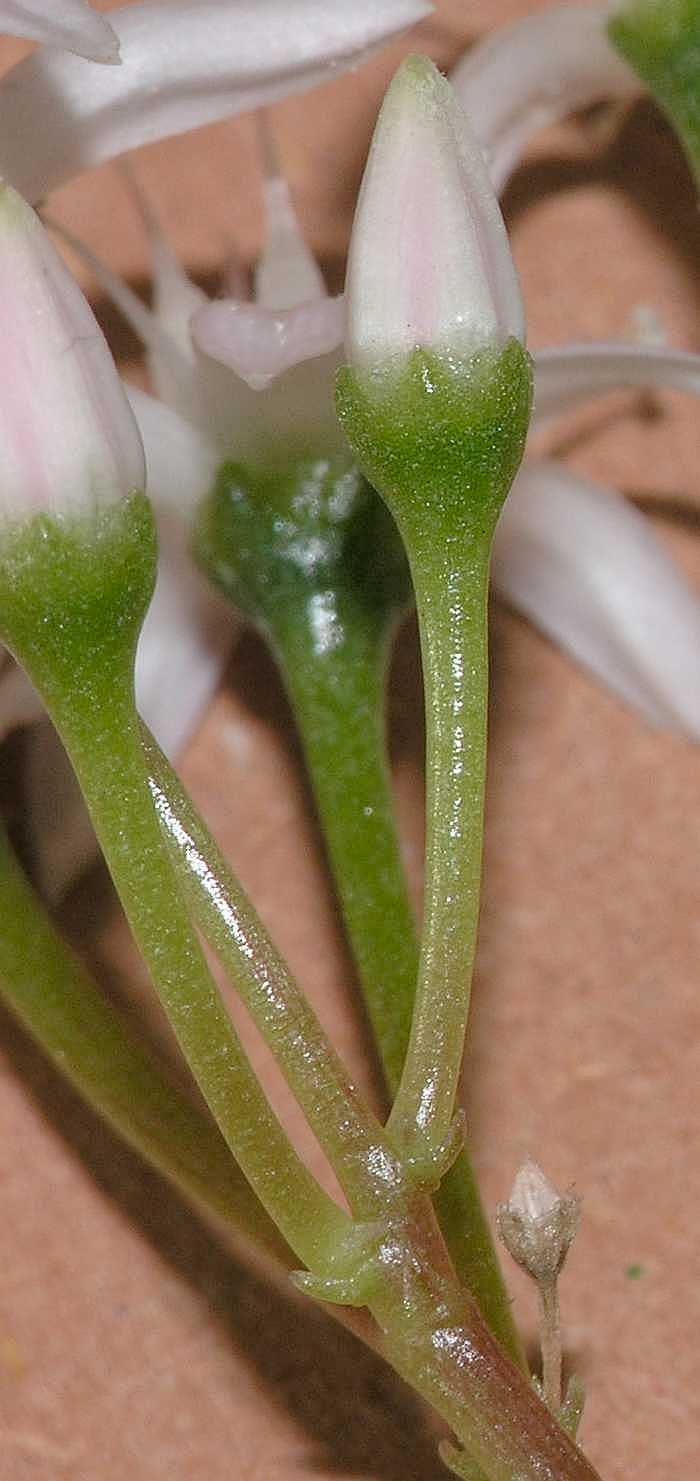 Crassulaceae Crassula ovata