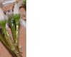 image of Crassula ovata