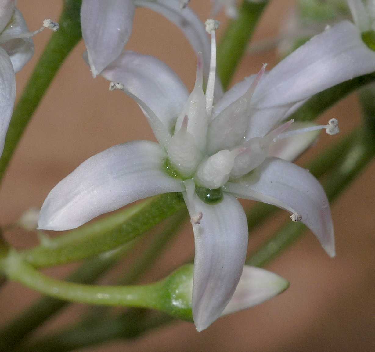 Crassulaceae Crassula ovata