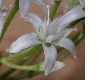image of Crassula ovata