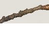 image of Fagus sylvatica