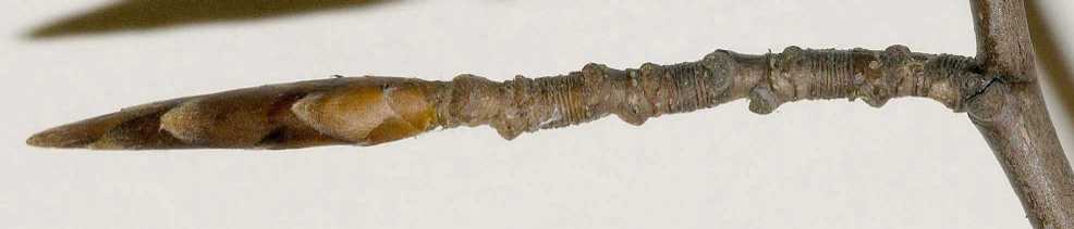 Fagaceae Fagus sylvatica