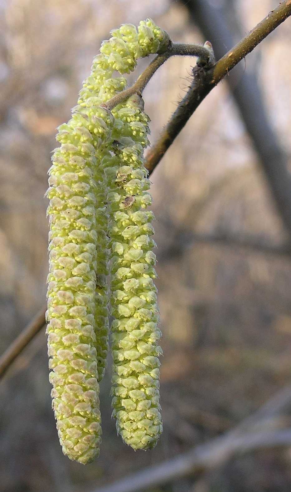Betulaceae Corylus avellana