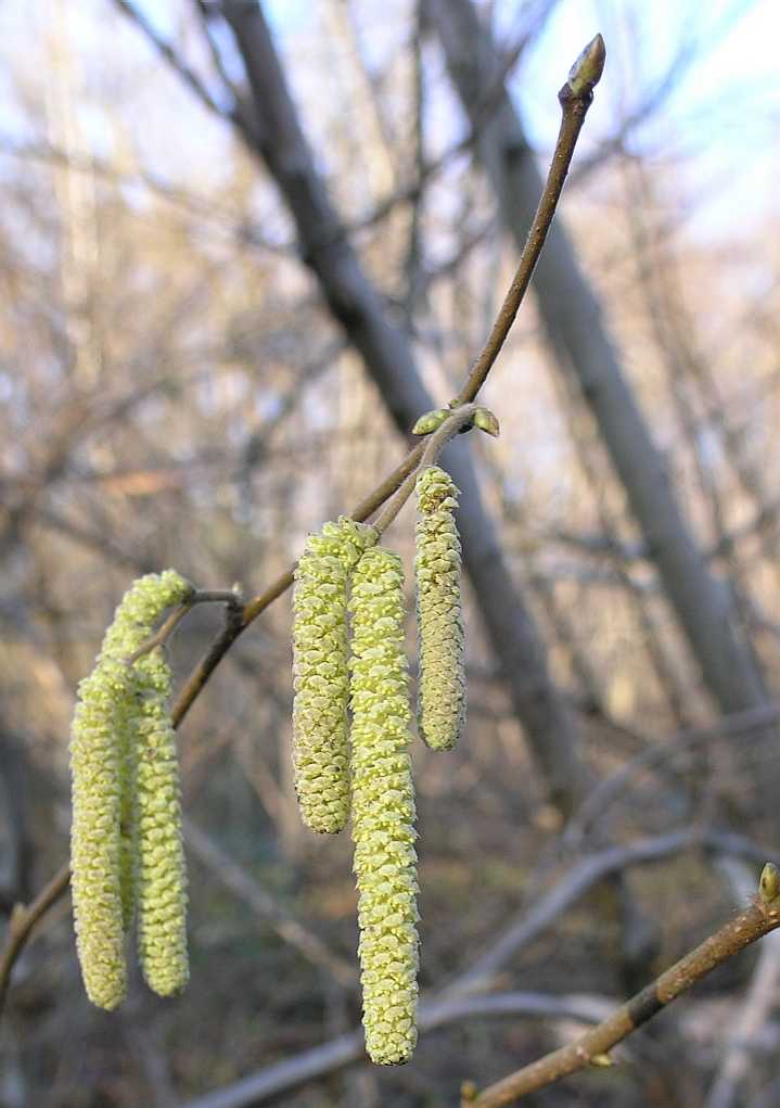 Betulaceae Corylus avellana