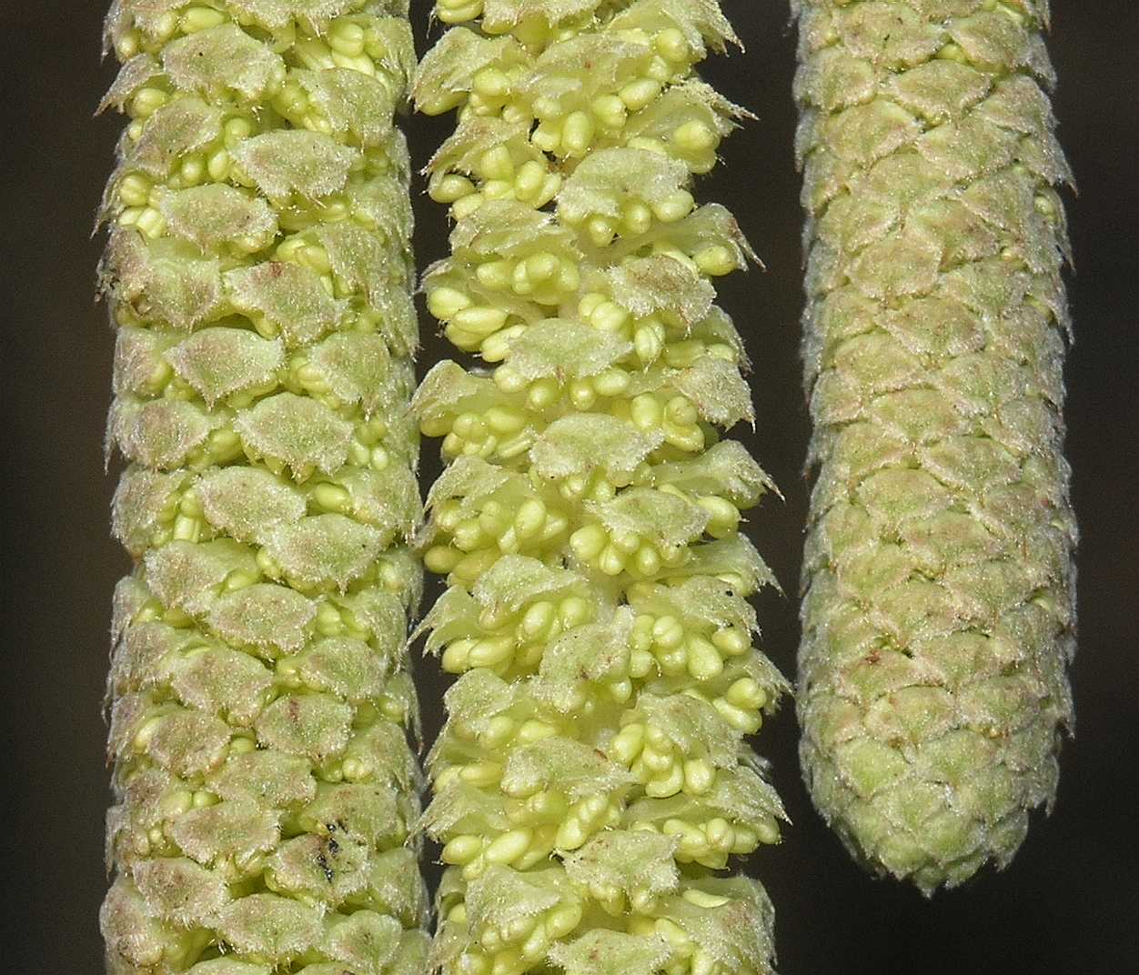 Betulaceae Corylus avellana