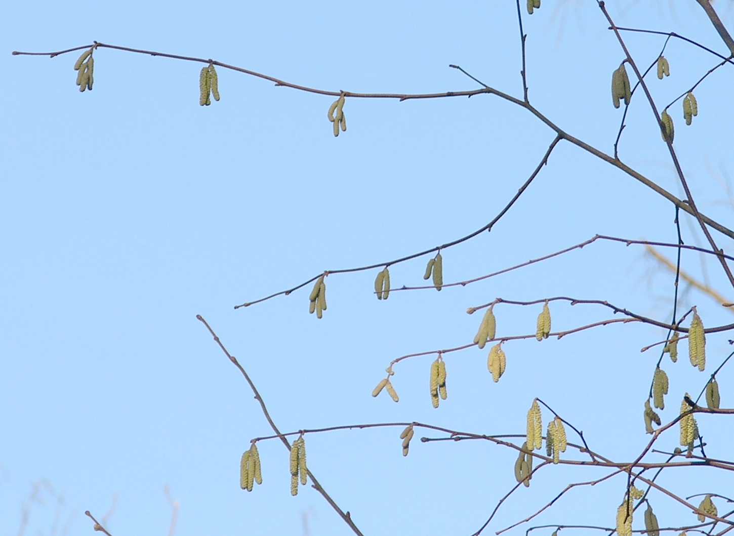 Betulaceae Corylus avellana
