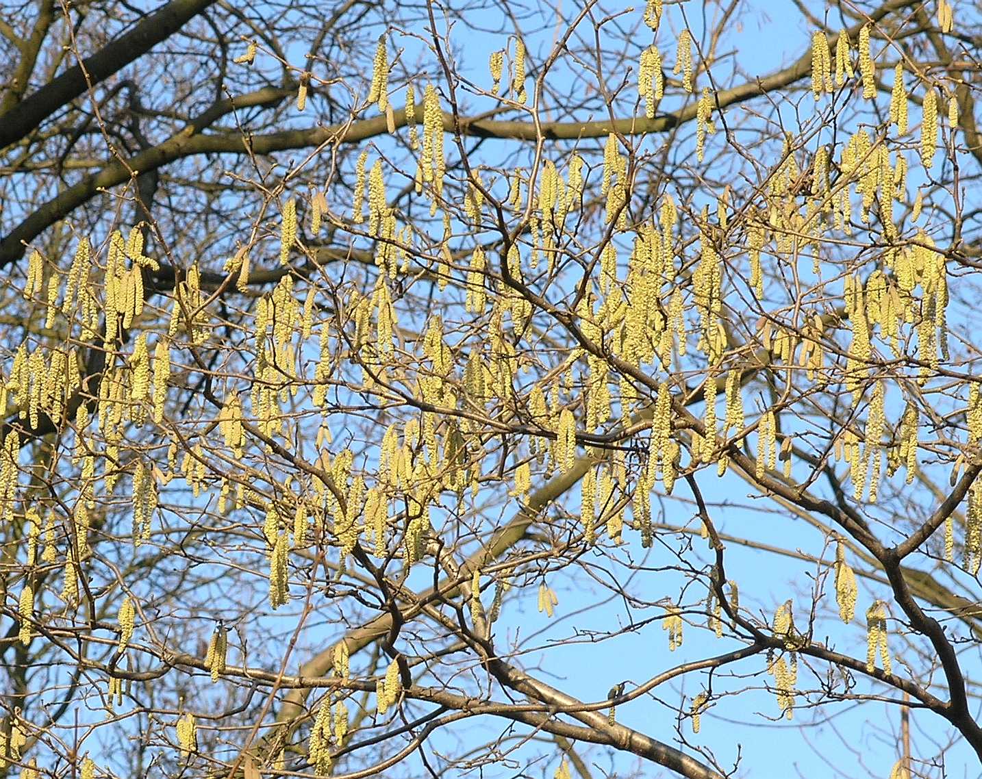 Betulaceae Corylus avellana