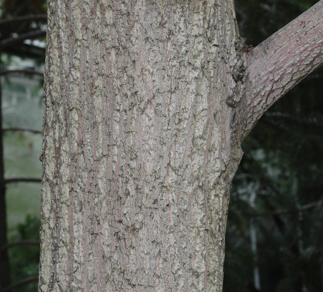 Juglandaceae Cyclocarya paliurus