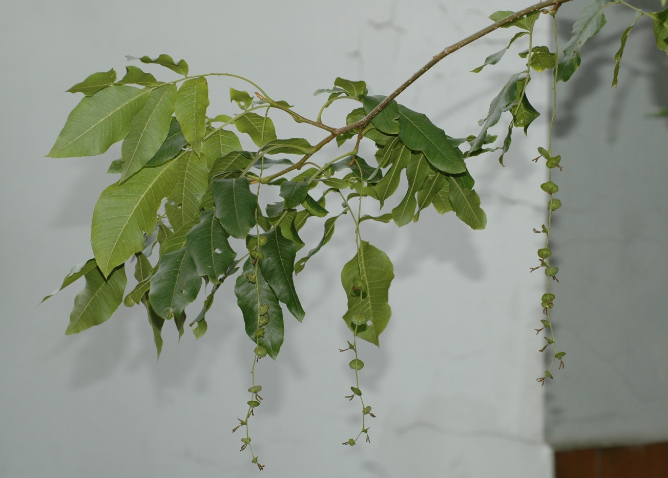 Juglandaceae Cyclocarya paliurus