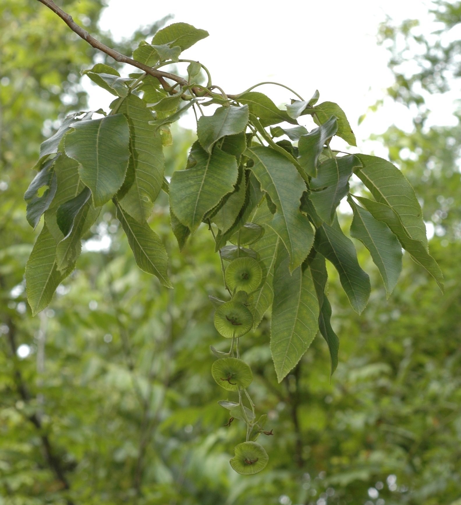 Juglandaceae Cyclocarya paliurus