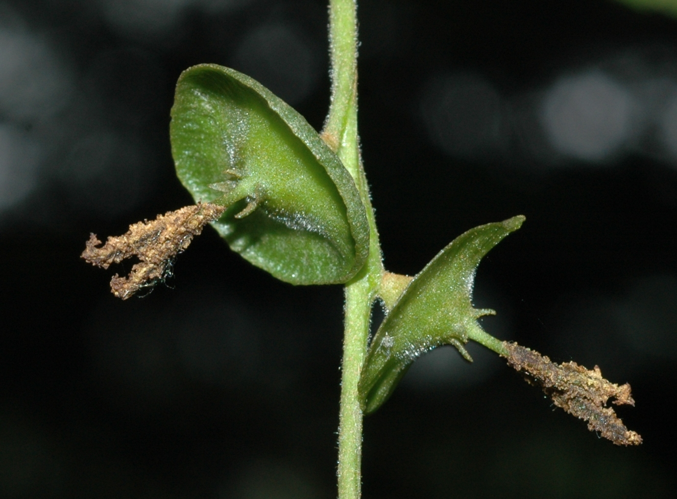 Juglandaceae Cyclocarya paliurus